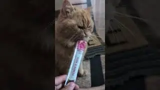 He loves treats 🐈 #cats #cattreats #cattreat #orangecat