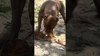Pitbull bully🔥#lekthebestkennel