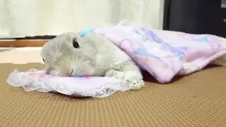布団でねむるうさぎさん
