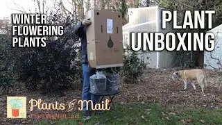 🌿Plantsbymail Unboxing / Winter Flowering Shade Plants❄