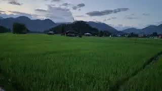 Beautiful  evening view #paddy field #Basar