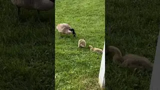#wildlife #outdoors #hikingadventures #hiking #birds #goose