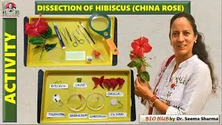 Dissection of Hibiscus rosa-sinensis (China Rose)