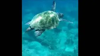 Swimming with Turtles at Plaka Beach!
