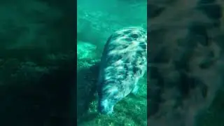 Manatees + Crystal Clear Waters = Bucket List Checked ✅ Come see the magic for yourself!