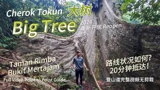 Cherok Tokun Big Tree Hiking Full Route Video.  Route reopen in 2024.  槟州最大的树爬山路线指南。全程二十分钟视频一镜到底无删减。