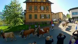 Almabtrieb in F&uuml;gen Zillertal Austria - 4K -Shooting with Kandao QooCam