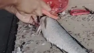 Fast Movement to Clean Snakehead Fish
