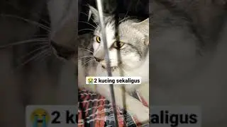 KUCING KU TERKENA CALICI VIRUS #shorts