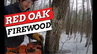 Harvesting More Red OAK Firewood!