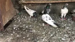 PUNJAB SE 11 KABUTAR MANGWAY SOKK KARO OR BATAO KESE HAI ? 