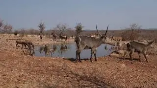 Hide - Ongava Lodge - Namibia