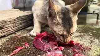 Cat is eating Fish Very Fast 😮😮