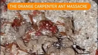 My ANTS Committed Genocide
