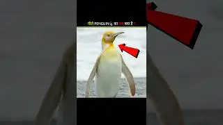 Rare Yellow Penguin Walking | Most Unique Penguin Ever Seen! #facts