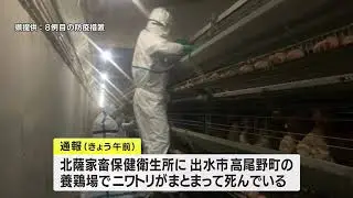 今季9例目の鳥インフルエンザか　遺伝子検査で確認されれば約9万6000羽が殺処分に　鹿児島・出水市（2022.12.10）