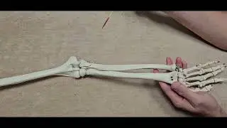 Anatomia układu kostnego - kość promieniowa