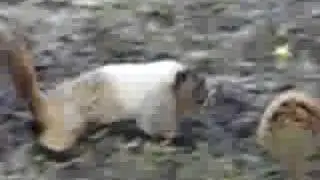 Marmots play-fighting at Mt. Rainier