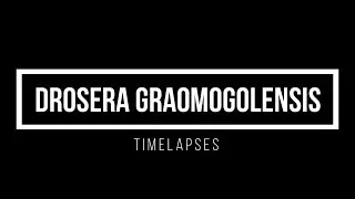 Timelapses with the sundew Drosera graomogolensis