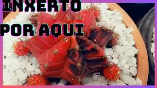 como enxertar um cacto com cola Super Bonder