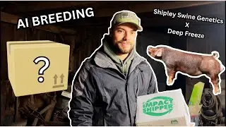ARTIFICIALLY INSEMINATING My PIG for the FIRST TIME! (AI BREEDING)