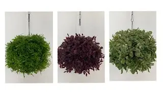 How to make hanging plant balls|Aralia plant Ball|Hanging Plant #HangingPlantBalls#AraliaPlantBall