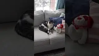 Корарра так очаровательно выглядит, сидя на диване 🛋