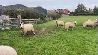 Majestic Sheep Breeders - Kerry Hill Sheep