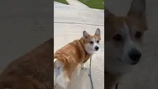 Corgi Walks
