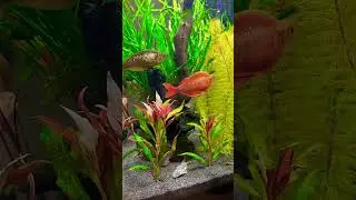 🐠 Ухаживание Радужницы🐠 Courtship of the Rainbow🐠 аквариум, aquarium