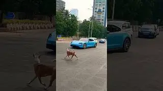 Dog hate Electric cars 🤣😂 | Subscribe for more | #shorts #sigma #youtubeshorts #shortvideo #viral