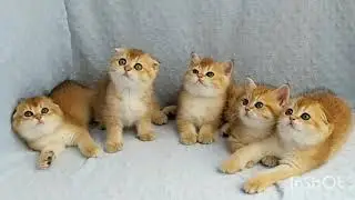 Шотландские котята. AlbaRock cattery