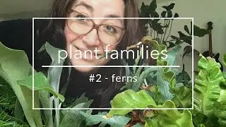 Houseplant Tour 2, my fern collection