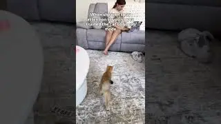 Solar flare&rsquo;s first cat mode