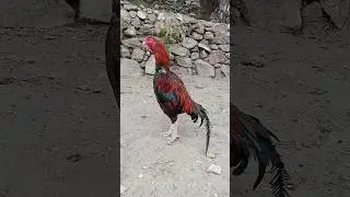 #desimurga #lifeisbutadream #musicgenre #murga #edmdj #music #chicken # #musicproducer