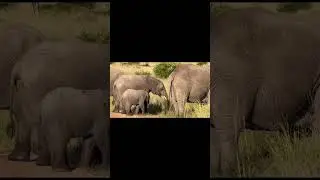 Wildlife at its best 🐘😄#wildlife#elephantvideo#naturelovers#wildlifelife#wildlifelover
