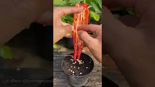 Как вырастить рассаду перца #сад #комнатадлявыращивания #комнатадлявыращивания #выращиваниеовощей