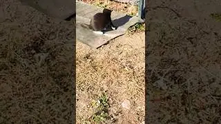 kitty cat kitty play sunny warm autumn #kittyplaying #beautifulday #gingercatclub #blackwhitecat
