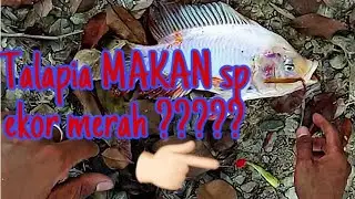 Casting snakehead@haruan...bonus strike talapia makan sp ekor merah...
