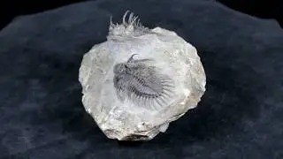 Pair of Spiny Comura Trilobites - Item#60014