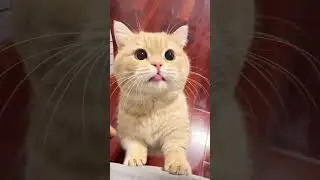 Finger sucking original mic!  You have to taste it while it&rsquo;s hot #cat #pet #animals #cute