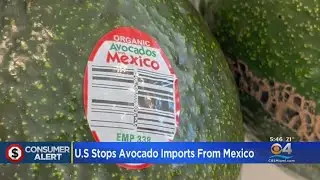 US Stops All Avocado Imports From Mexico Following Threat To American Plant Safety Inspector