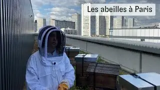 Les abeilles à Paris