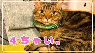 【ほっけ】早くも４歳になりました。【アメショ】#猫