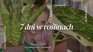 🪴7 DNI W ROŚLINACH 💚 WYZWANIE KLAUDII🍃 CZY PODOŁAM TEMU MARATONOWI? 🌿RATOWANIE 🌿 SUKCESY I PORAŻKI