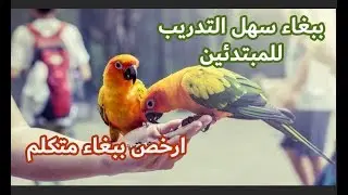 كل شيء عن ببغاء الصن كونيور (التدريب-التفريخ-الاسعار)