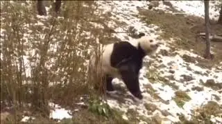 PANDA MANDAG!