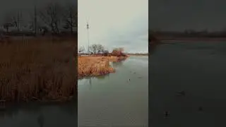 Soothing visual & Soothing sound. #godcreation #birdsflying #stressrelief
