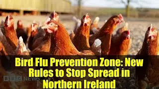 Bird Flu Prevention Zone: New Rules to Stop Spread in Northern Ireland