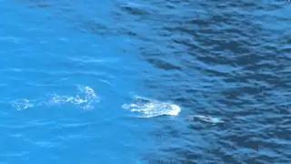 Jag s&aring;g delfiner...200m l&auml;ngre ner
